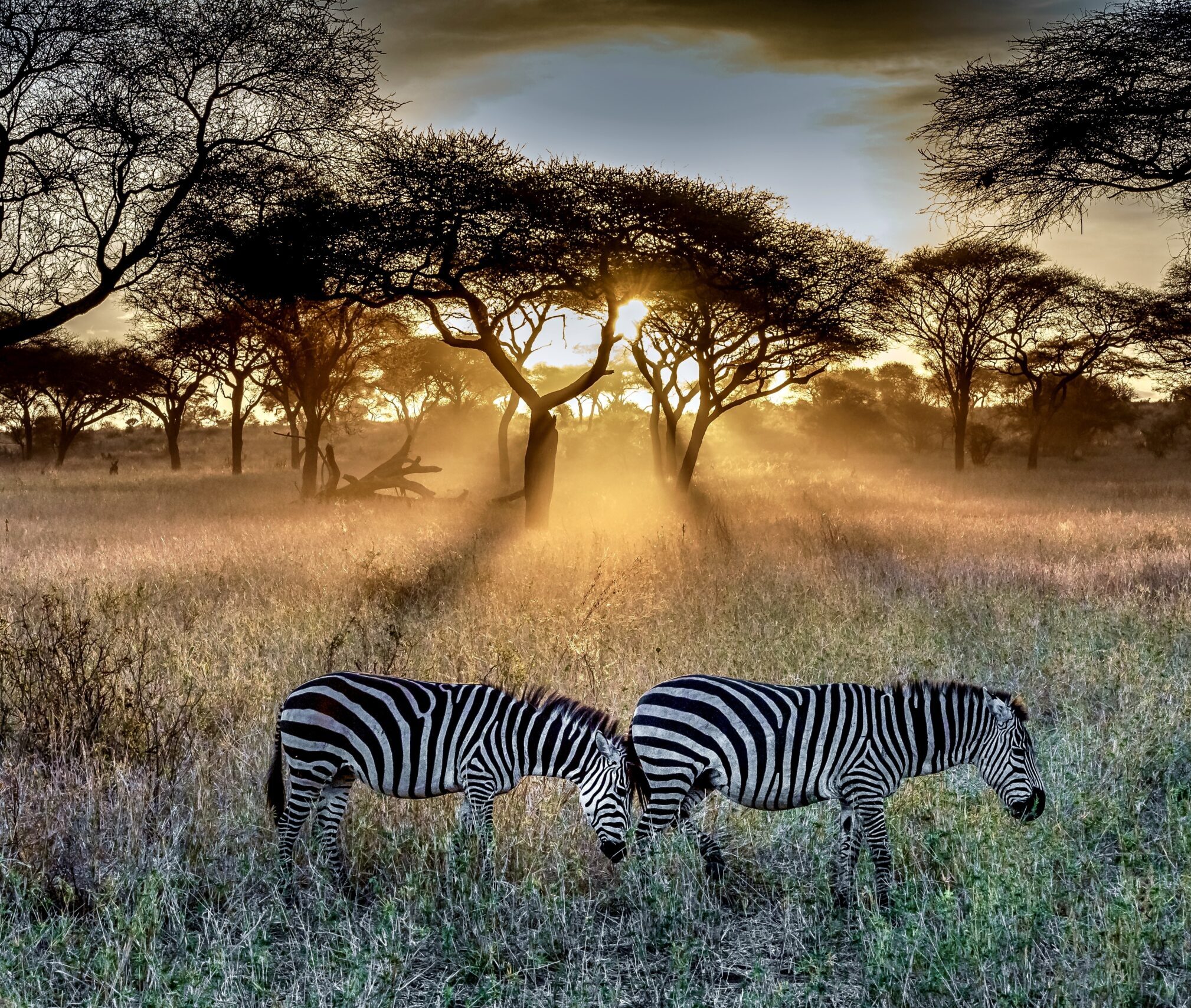 A field covered in the grass and trees surrounded by zebras under the sunlight during the sunset