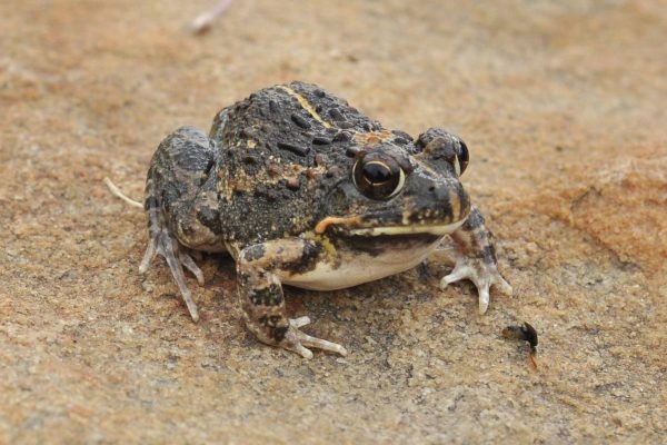 Tremolo-Sand-Frog.jpg