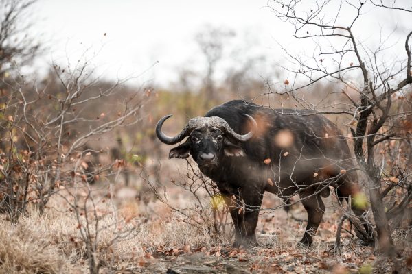 african-buffalo-staring-camera-scaled.jpg