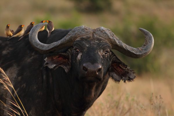 group-small-cute-birds-sitting-back-magnificent-black-buffalo-scaled.jpg