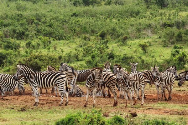herd-beautiful-zebras-grass-covered-fields-near-hill-forest-scaled.jpg