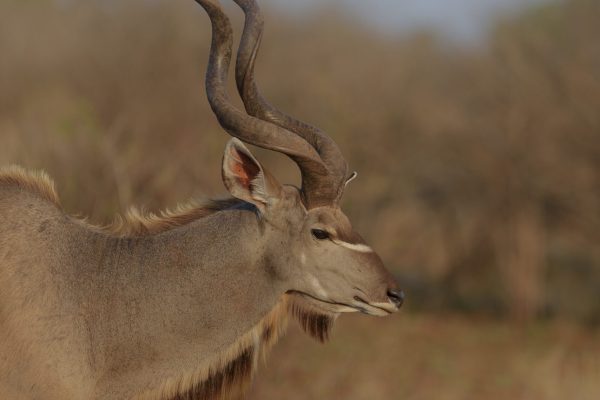 vertical-view-kudu-from-side-with-blurred-background-scaled.jpg